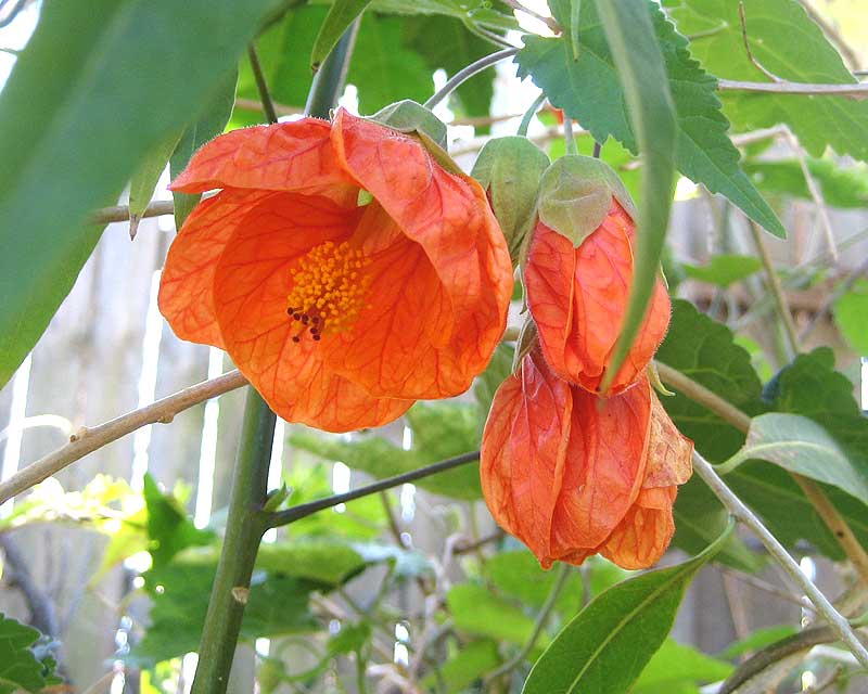 Chinese lantern